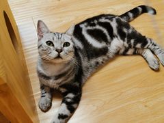 -猫和宫(六道口店)