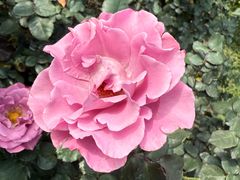 -人民公园(罗湖区)