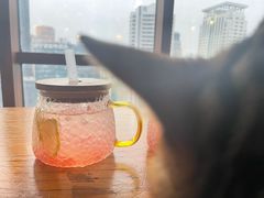 -蓝鲸·缅因猫舍