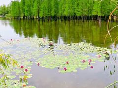 -白鹭湾湿地公园