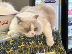 -平行世界·猫咖(首经贸店)