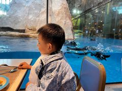 -帝企鹅自助餐厅•儿童岛•真企鹅(长隆企鹅酒店)