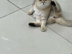 -瑞派福兴宠物医院犬猫全科·骨科·中西医结合(河东店)