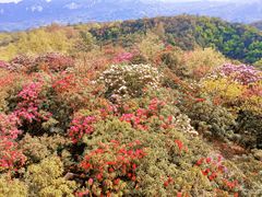 -贵州百里杜鹃风景名胜区