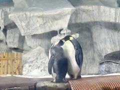 -海合安武汉极地海洋公园