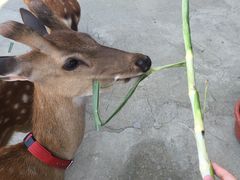 -鹿境梅花鹿生态园区