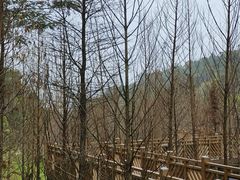 -神光山国家森林公园