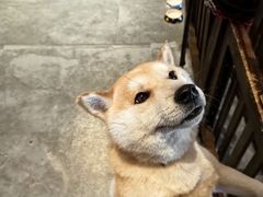 -长白山万达喜来登度假酒店