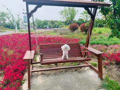 -菊园百果园