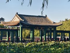 -莲花池公园