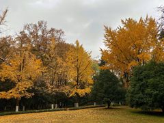 -灵谷景区