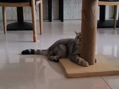 -平行世界·猫咖(首经贸店)