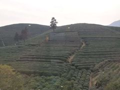 -十八棵（老龙井）御茶园(老龙井店)