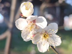 -梅花山(明孝陵内)