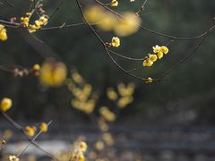 -成都杜甫草堂博物馆