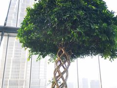 -花园5號餐厅