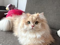 -lincat·猫舍(广州店)