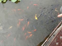 -龙头寺公园