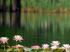 -白鹭湾湿地公园
