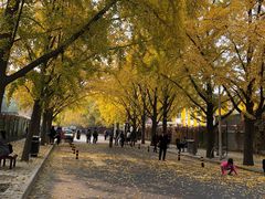 -三里屯东五街银杏大道