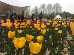 -石家庄市植物园
