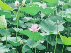 -承德避暑山庄景区