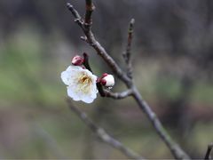 -香雪海