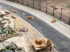 -大连森林动物园