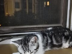 -瑞派·关忠动物医院·猫专科·犬专科(三环新城店)