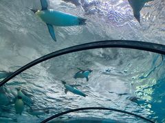 -珠海长隆海洋王国