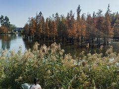 -白鹭湾湿地公园