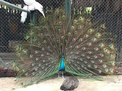 -三亚千古情景区游客中心-接待中心