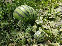 android_upload_pic-庞各庄翠芳园西瓜蔬菜基地采摘园