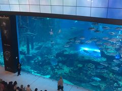 -迪拜水族馆及水下动物园