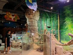 -正佳雨林生态植物园