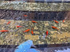 -杭州国际会议中心洲际酒店-原素全日餐厅(解放东路店)