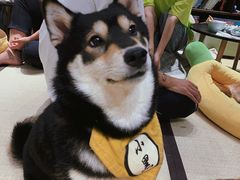 -逗柴咖啡屋·狗咖猫咖宠物桌游