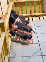 -萌宠亲子动物乐园(槐房万达店)