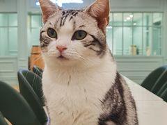 -安格丽娜·狗咖·猫咖羊驼咖(春熙路百盛商场店)