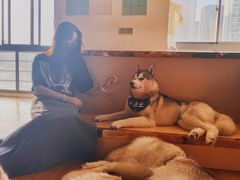 -Husky Go! 哈士奇体验馆·宠物咖啡厅狗咖