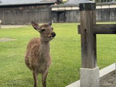 -奈良公园