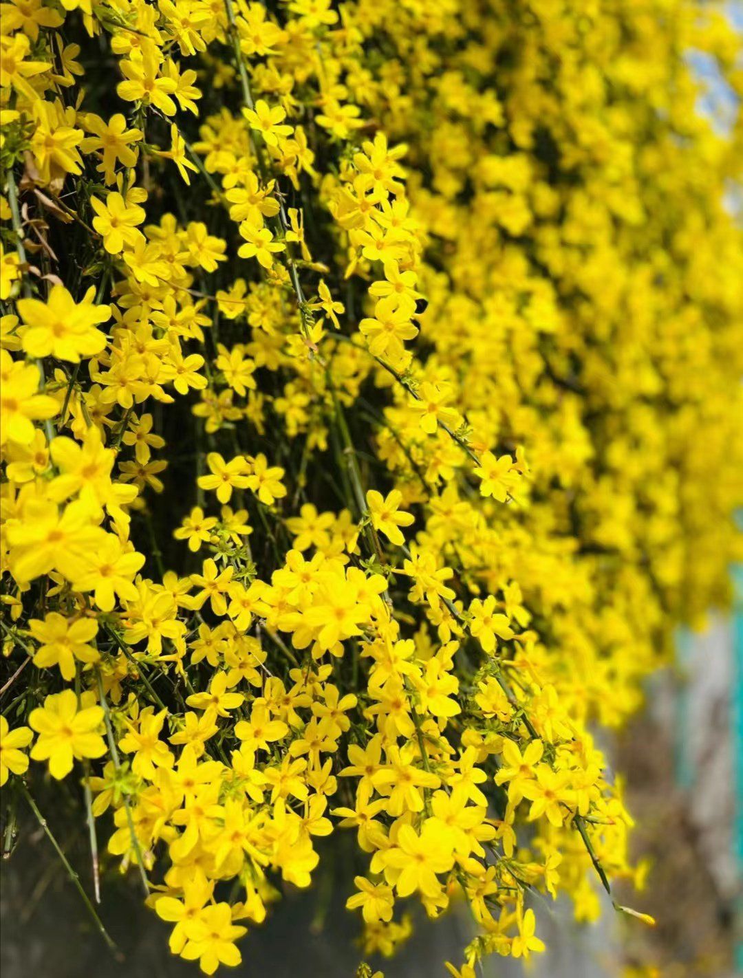 n是落叶灌木丛生的木本植物,有"金腰带","清明花"和"小黄花"等别称
