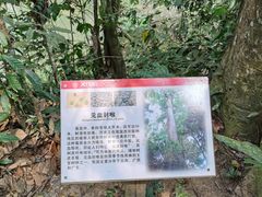 -中国科学院西双版纳热带植物园