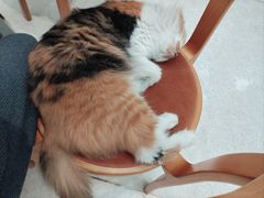 -玫瑰咖啡(中山六路店)