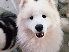-星多哈·狗咖·拼豆·咖啡