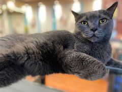 -猫小院猫主题咖啡厅(北锣店)