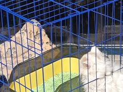 -瑞派伍一宠物医院·眼科·骨科·猫科转诊中心(马王堆院)