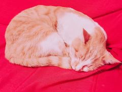 -猫的天空之城概念书店(西塘古镇店)