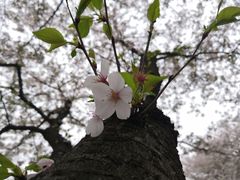 -武汉大学-樱园
