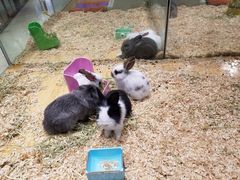 -龟与熊猫宠物公园(南坪店)